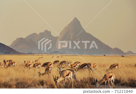 Springbok 71221840