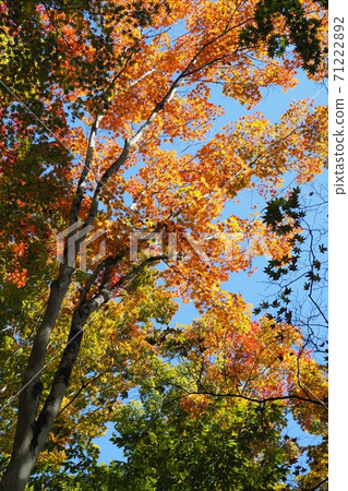 日光秋葉 日光秋葉 71222892