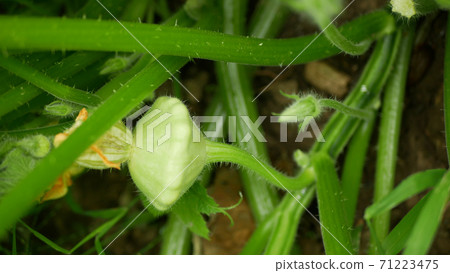 Pattypan squash patty pan Cucurbita pepo patissonian summer white squash young unripe fruit garden rest of yellow flower green bud, farm farming growth plant organic countryside greenhouse 71223475
