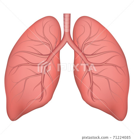 Vector illustration of human lung structure. Realistic drawing for anotomy biology textbook or articles about pulmonary diseases. Lungs in normal condition. Respiratory diseases. Vector illustration of human lung structure. Realistic drawing for anotomy biology textbook or articles about pulmonary diseases. Lungs in normal condition. Respiratory diseases. 71224085