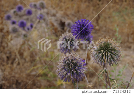 [約旦]烏比德，Ummukais廢墟郊外的枯草 71224212