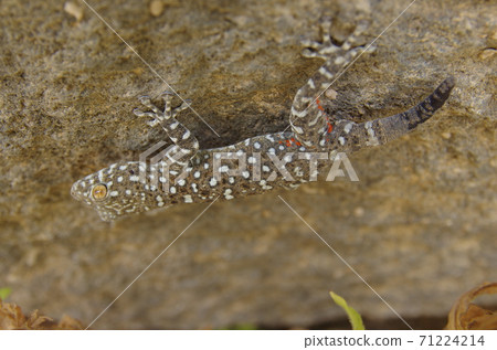 [Jordan] A gray mottled lizard clinging to a rock on the outskirts of the Ummukais ruins, Irbid 71224214