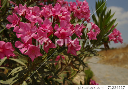 [Jordan] Ilvid，一朵深粉紅色的花朵，盛開在Ummukais遺址的郊區 71224217