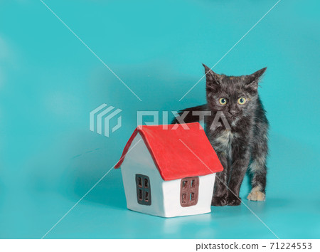 piebald kitten next to a toy house on a turquoise background 71224553