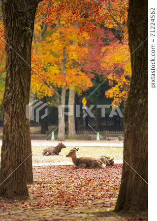 一隻鹿坐在秋葉的落葉在奈良縣奈良市奈良公園 一隻鹿坐在秋葉的落葉在奈良縣奈良市奈良公園 71224562