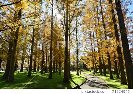 Metasequoia Forest with Autumn Leaves in Mizumoto Park Metasequoia Forest with Autumn Leaves in Mizumoto Park 71224945