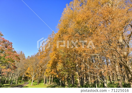 Metasequoia forest and Chinese tallow trees in autumn colors in Mizumoto Park 71225016