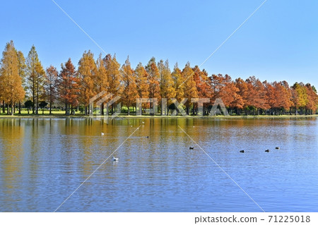 小水泉和美里公園在水本公園，秋天的水杉森林 71225018