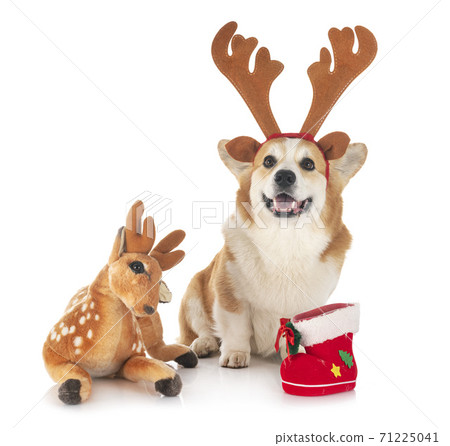 Pembroke Welsh Corgi Pembroke Welsh Corgi 71225041