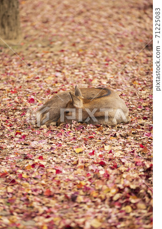 A deer sitting on the fallen leaves of Nara Park in Nara City, Nara Prefecture A deer sitting on the fallen leaves of Nara Park in Nara City, Nara Prefecture 71225083