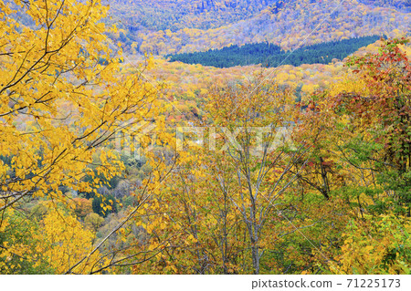Unexplored region Akiyamago autumn leaves Unexplored region Akiyamago autumn leaves 71225173