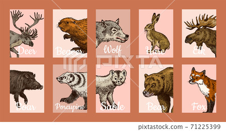 Wild animals banners in vintage style. Forest Deer Beaver Elk Wolf Bear Fox Marten Badger Boar Hare 71225399