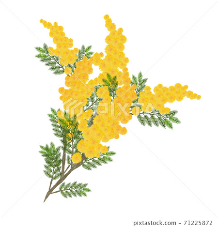 Mimosa branch watercolor illustration - Stock Illustration