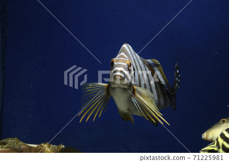 Takanohadai Thailand almost in front Takanohadai Thailand almost in front 71225981