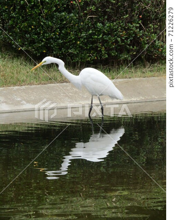 A large white sagidaisagi that casts a shadow on the pond of Inage Seaside Park A large white sagidaisagi that casts a shadow on the pond of Inage Seaside Park 71226279