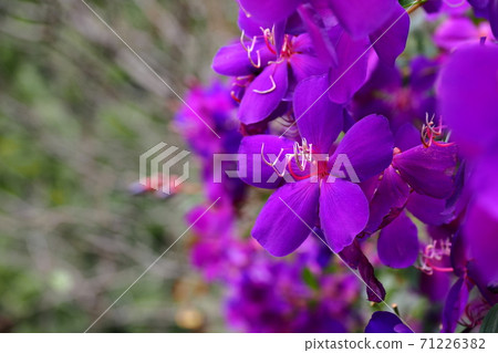 領域按鈕綻放美麗 領域按鈕綻放美麗 71226382