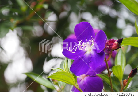 領域按鈕綻放美麗 71226383