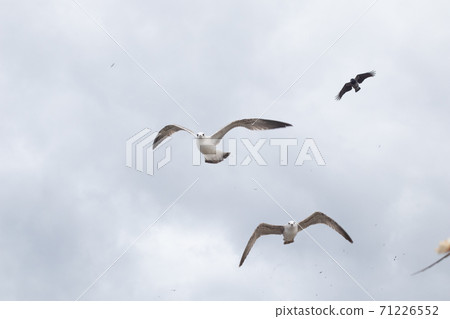 A group of seagulls in the dramatic sky A group of seagulls in the dramatic sky 71226552