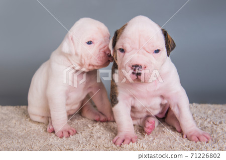 Two funny American Bulldog puppies dogs on gray 71226802