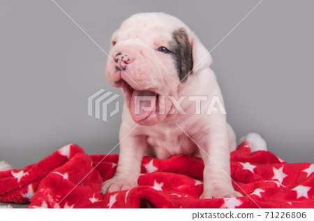 American Bulldog puppy dog on gray red background 71226806