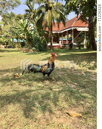 The chicken walking around a green lawned in garden  71226828
