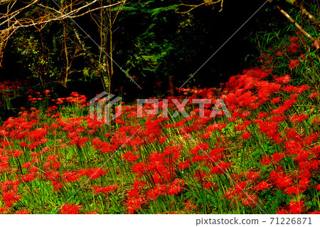 A cluster amaryllis of the Nittsumori Kofun A cluster amaryllis of the Nittsumori Kofun 71226871
