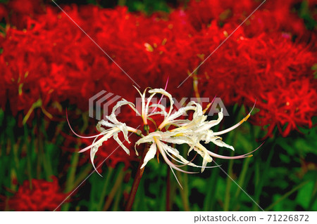 One white cluster amaryllis One white cluster amaryllis 71226872