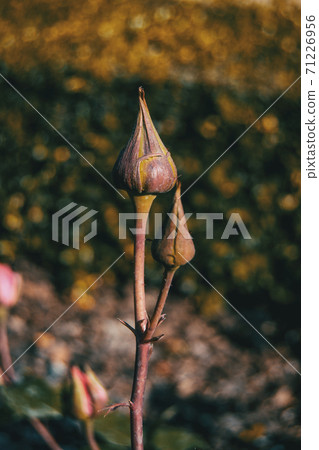 Close-up of two rose buds in the wild 71226956