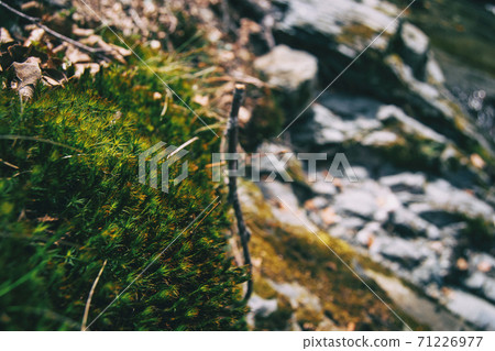 Close-up of a small green spiky plant in the wild 71226977