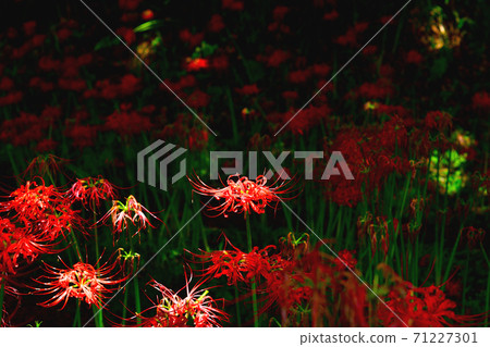 希根花在陽光穿過森林的地面漂浮 71227301