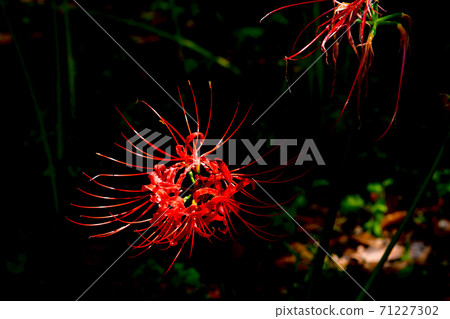 Higanbana漂浮在黑暗中 71227302