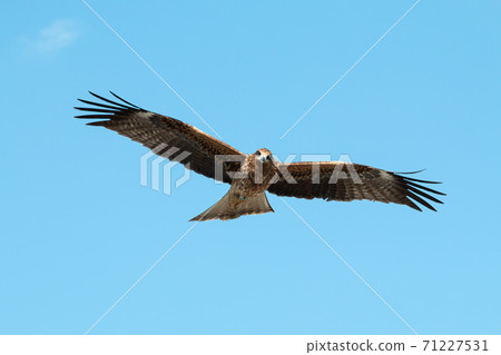 Adult red eagle fly on blue sky background Adult red eagle fly on blue sky background 71227531
