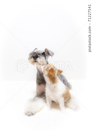 Indigenous dog Schnauzer welcomes Chihuahua puppy 71227541