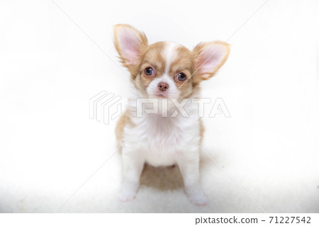 Chihuahua, a puppy staring at its owner 71227542