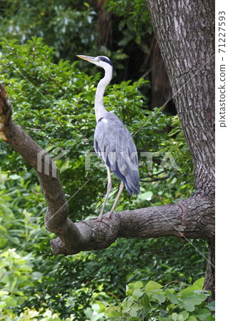 Gray heron, profile perched on a tree branch in the forest, whole body Gray heron, profile perched on a tree branch in the forest, whole body 71227593