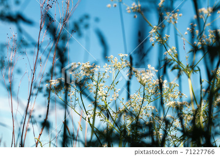 Abstract natural background with umbrella grass Abstract natural background with umbrella grass 71227766