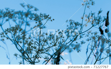 Abstract floral background with umbrella grass close-up 71227767