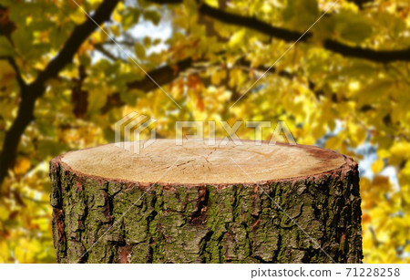 Tree trunk background 71228258