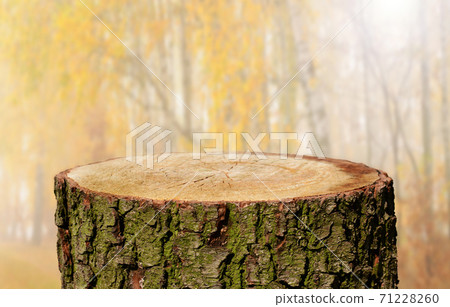 Tree trunk background 71228260