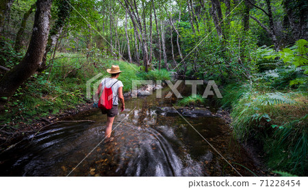Walking into the stream in the deep forest Walking into the stream in the deep forest 71228454