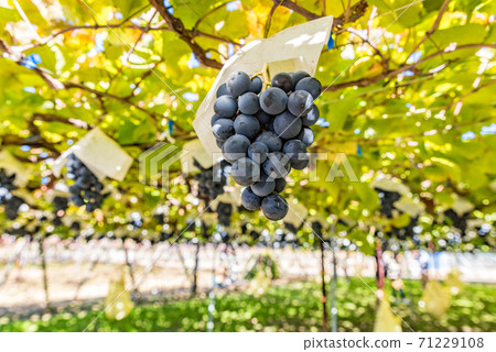 Autumn resort image of grape hunting Muscat Bailey A 71229108