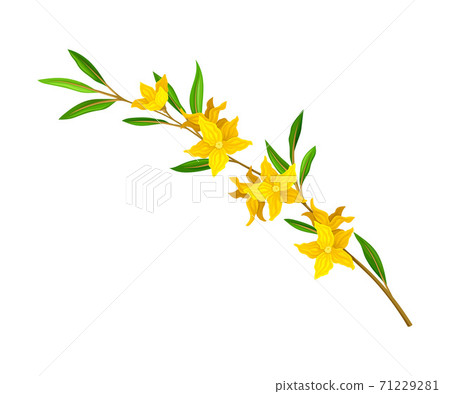 Bloomy Flower Branch with Tender Florets Vector Illustration 71229281