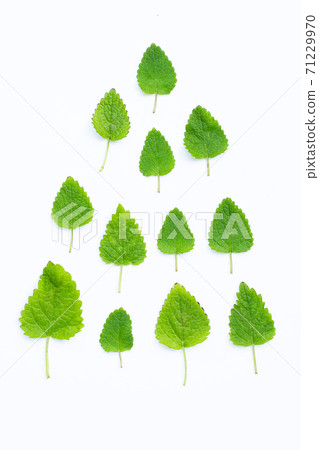 Melissa lemon balm fresh leaves on white. Melissa lemon balm fresh leaves on white. 71229970