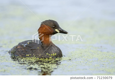 Little grebe (Tachybaptus ruficollis) 71230079