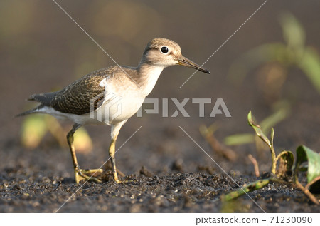 Wood sandpiper (Tringa glareola) Wood sandpiper (Tringa glareola) 71230090