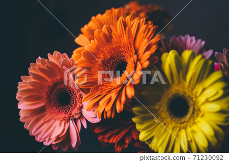 Bouquet of gerberas of different colors on a black background. Bouquet of gerberas of different colors on a black background. 71230092