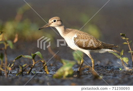Wood sandpiper (Tringa glareola) Wood sandpiper (Tringa glareola) 71230093