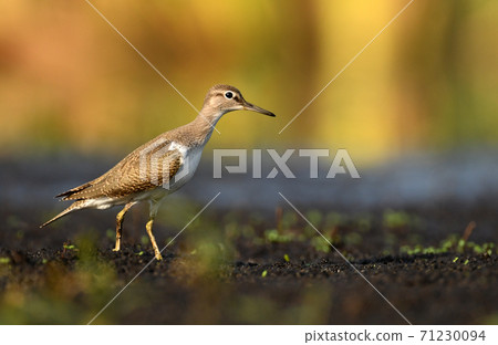 Wood sandpiper (Tringa glareola) Wood sandpiper (Tringa glareola) 71230094