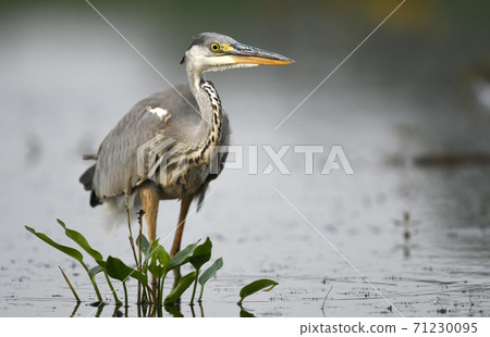 Grey heron (Ardea cinerea) Grey heron (Ardea cinerea) 71230095