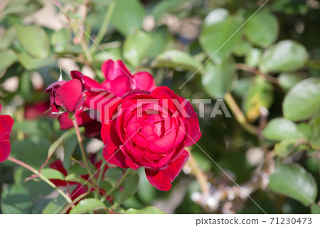 Red rose flower. A rose that blooms in autumn. Red rose flower. A rose that blooms in autumn. 71230473